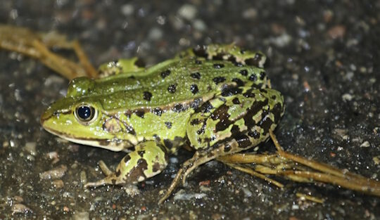 Ulis Naturseite